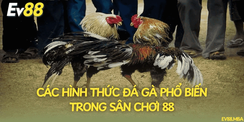 Các hình thức đá gà phổ biến trong sân chơi 88