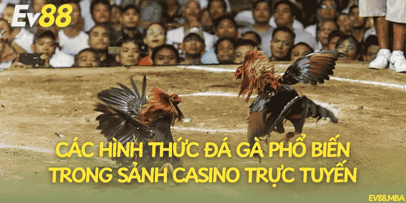 Các hình thức đá gà phổ biến trong sảnh casino trực tuyến