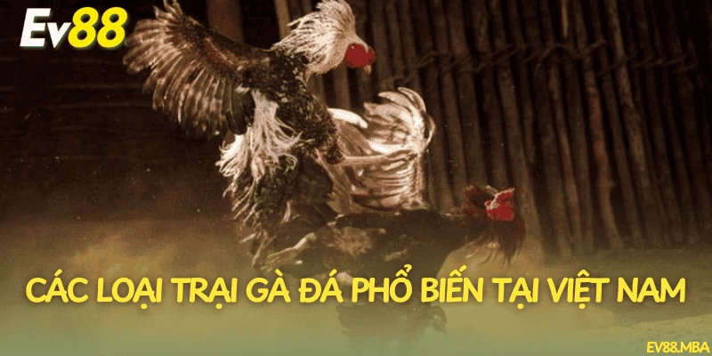 Các loại trại gà đá phổ biến tại Việt Nam