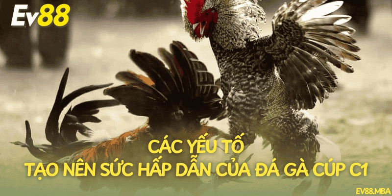 Các yếu tố tạo nên sức hấp dẫn của đá gà cúp C1