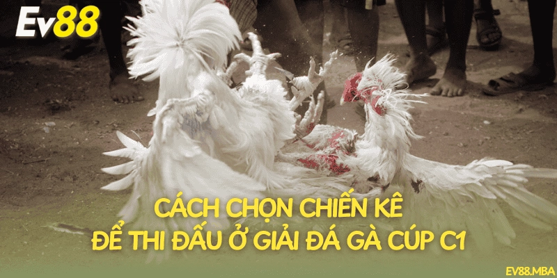 Cách chọn chiến kê để thi đấu ở giải đá gà cúp C1