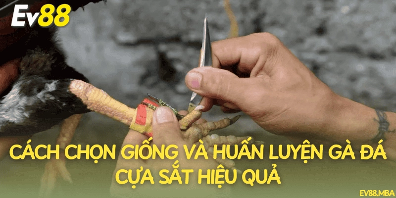 Cách chọn giống và huấn luyện gà đá cựa sắt hiệu quả