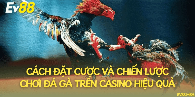 Cách đặt cược và chiến lược chơi đá gà trên casino hiệu quả