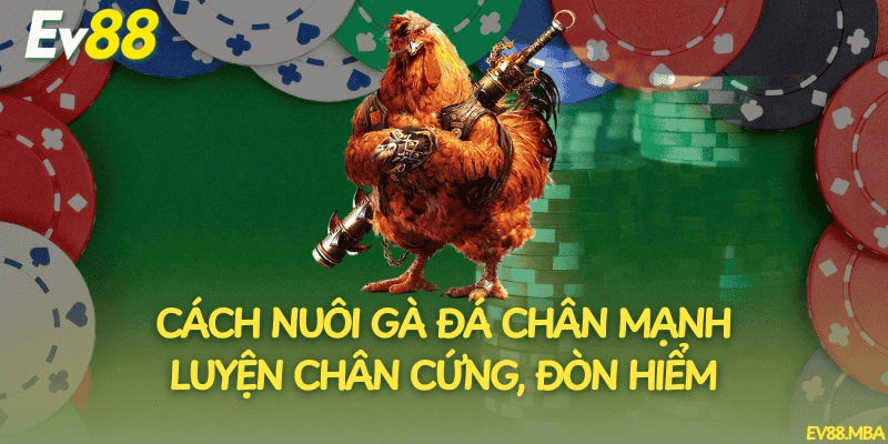 Cách Nuôi Gà Đá Chân Mạnh Luyện Chân Cứng, Đòn Hiểm