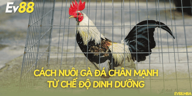 Cách nuôi gà đá chân mạnh từ chế độ dinh dưỡng