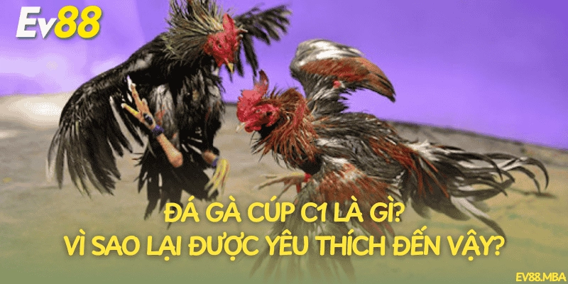 Đá gà cúp C1 là gì? Vì sao lại được yêu thích đến vậy?