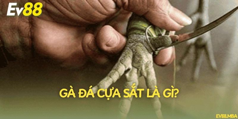 Gà đá cựa sắt là gì?