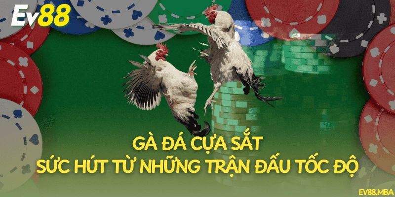 Gà Đá Cựa Sắt – Sức Hút Từ Những Trận Đấu Tốc Độ