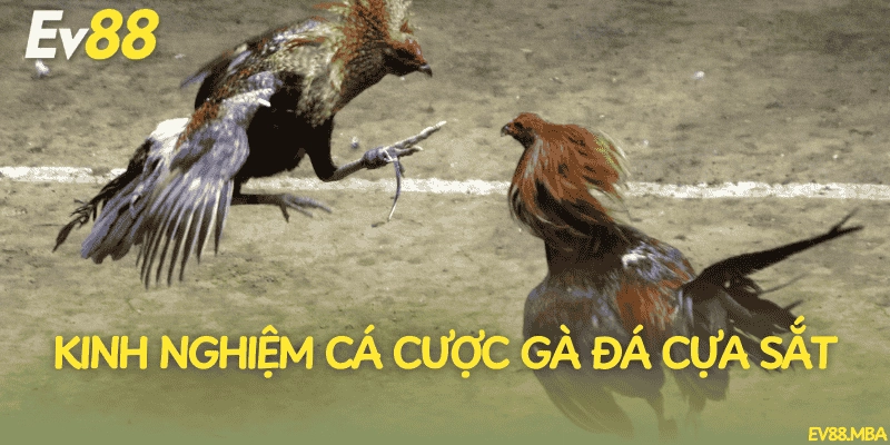 Kinh nghiệm cá cược gà đá cựa sắt