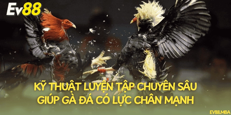 Kỹ thuật luyện tập chuyên sâu giúp gà đá có lực chân mạnh