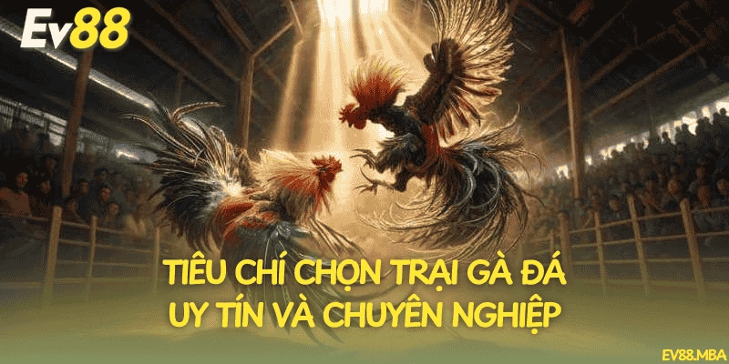 Tiêu chí chọn trại gà đá uy tín và chuyên nghiệp