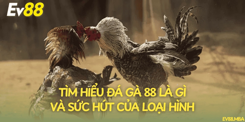 Tìm hiểu đá gà 88 là gì và sức hút của loại hình