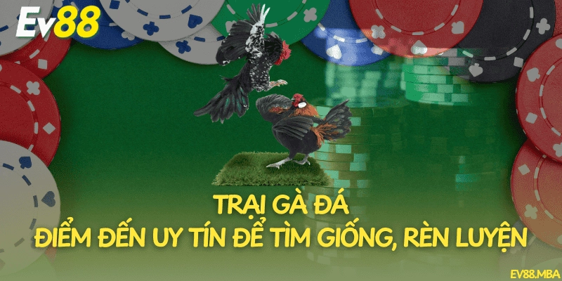 Trại Gà Đá – Điểm Đến Uy Tín Để Tìm Giống, Rèn Luyện
