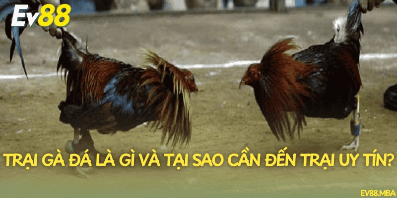 Trại gà đá là gì và tại sao cần đến trại uy tín?