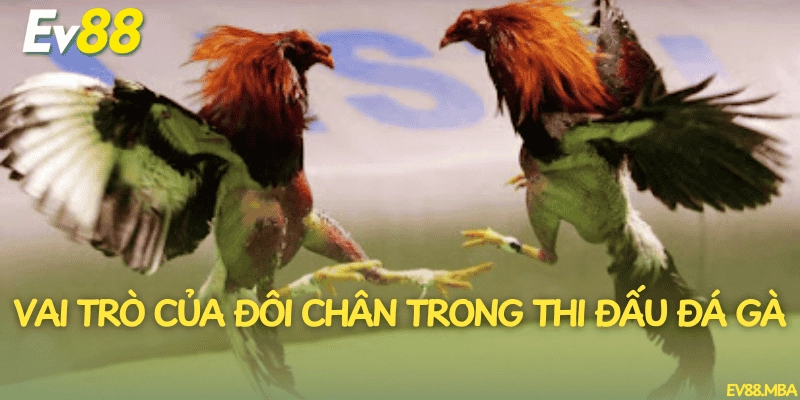 Vai trò của đôi chân trong thi đấu đá gà