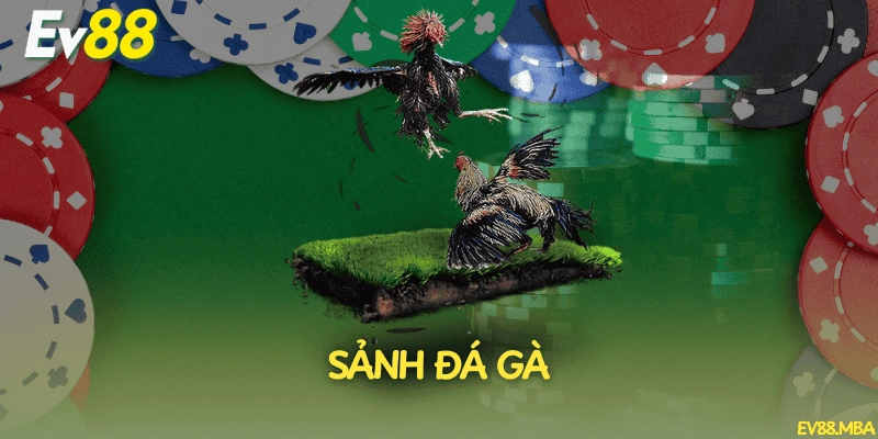 Sảnh đá gà gay cấn, kịch tính từng trận